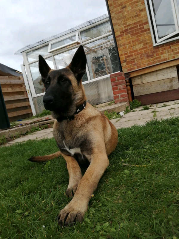 belgian malinois for sale gumtree
